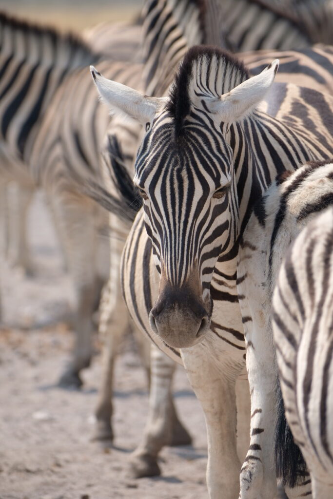 14EDF2EE-7BA1-4291-92AB-8DA164522F6B-16513-000008EBBEE2B266