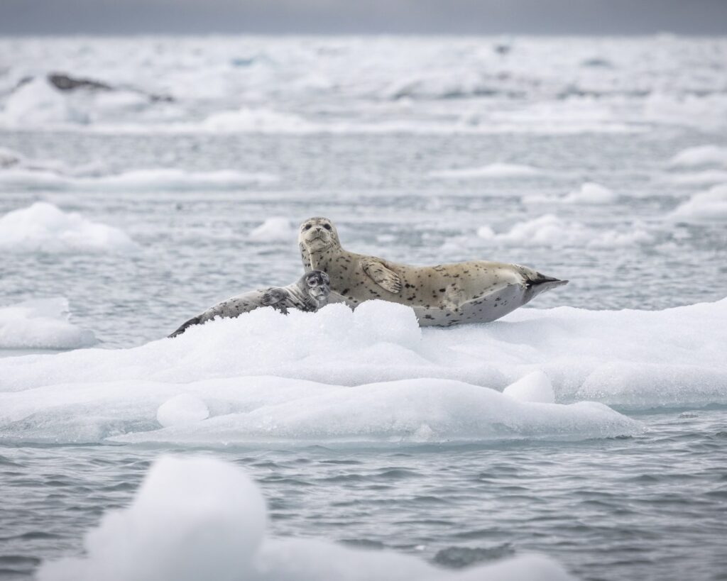20250612_032_Alaska_Icy-Bay_Harp-Seals_Mckenzie-Clark