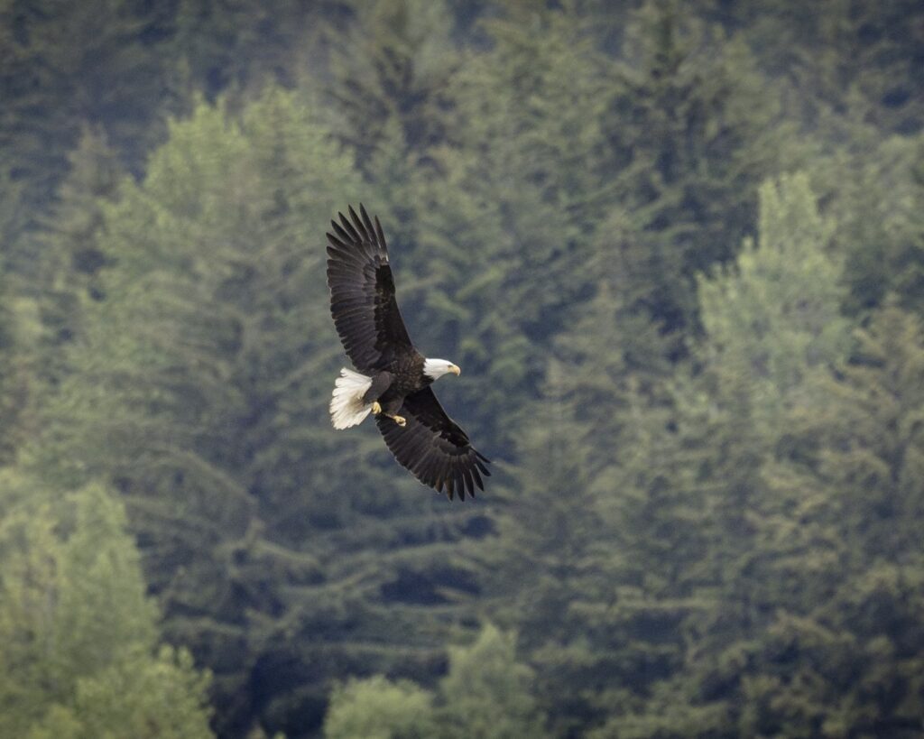 20250614_063_Alaska_Haines_Bald-Eagle_Simon-Hook