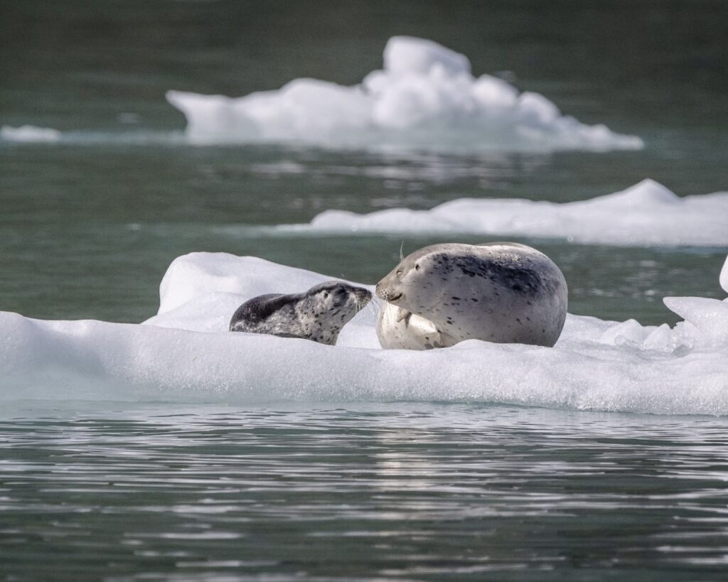 20250615_074_Alaska_Tracy-Arm_Harbour-Seals_Todd-Christensen