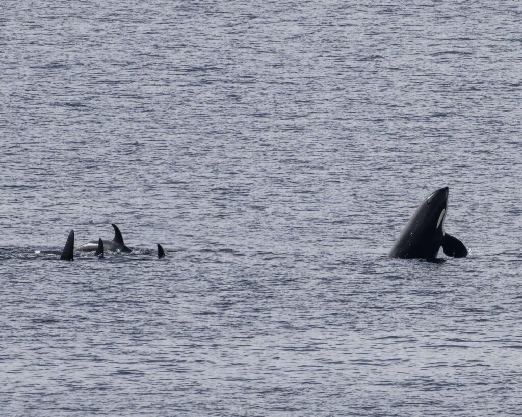 20250619_163_Alaska_Orcas_Oscar-Farrera