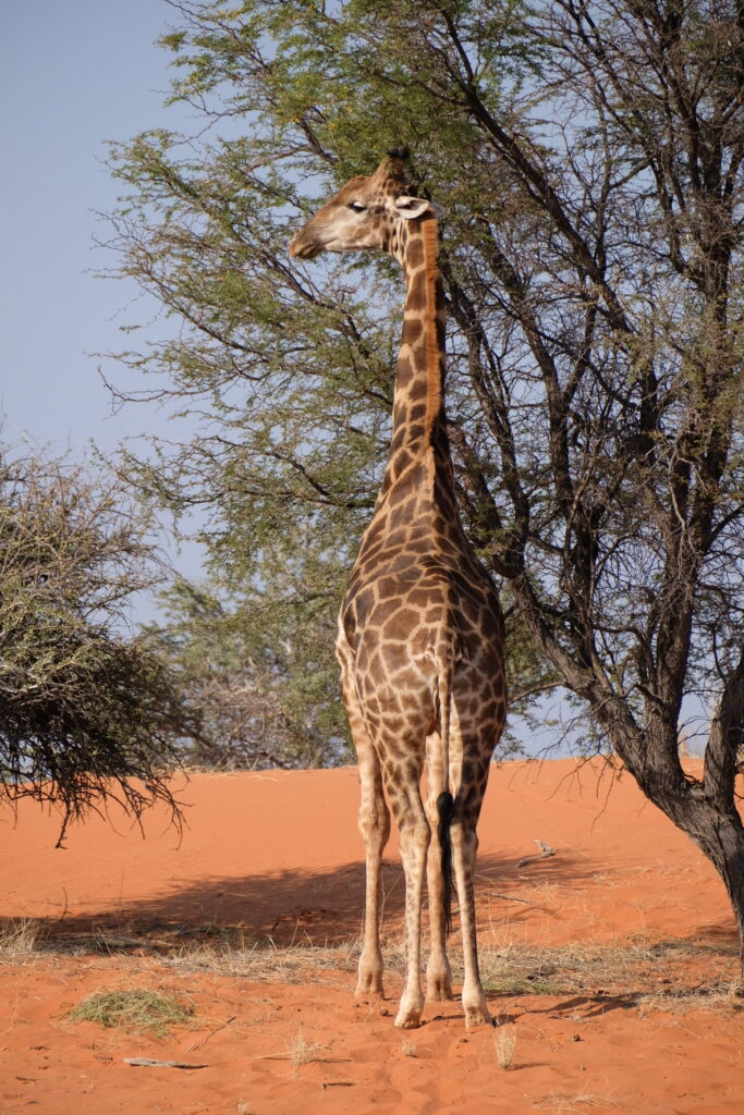 3889B0A6-0074-437D-B43D-D85CF2EFC0C7-3783-000001AC6A22BB23